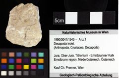 Foto (Objket + Etiketten) von Vasconilia xystosa (Robins, Feldmann, Schweitzer & Bonde, 2016) 